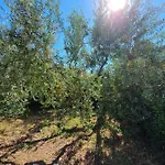 Tulux * Πόρετς