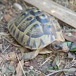 Tulux Πόρετς